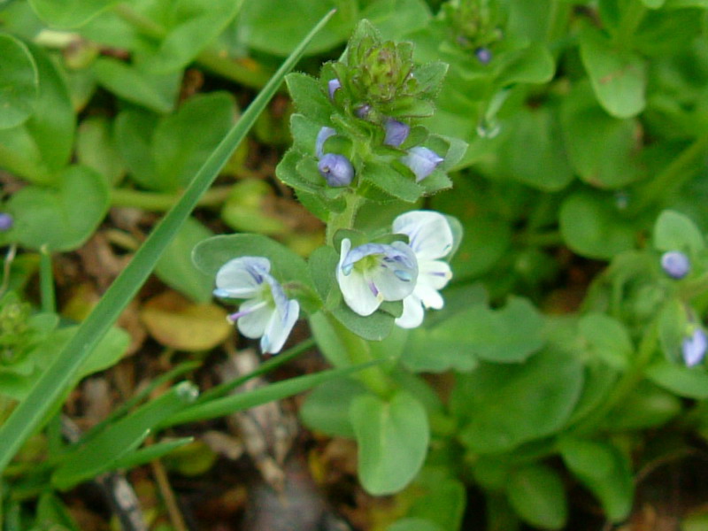 Veronica serpyllifolia / Veronica a foglie di Serpillo